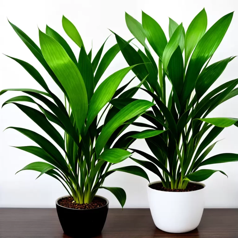 Tudo Sobre a Peculiar Planta Cobra (Sansevieria Trifasciata)!
