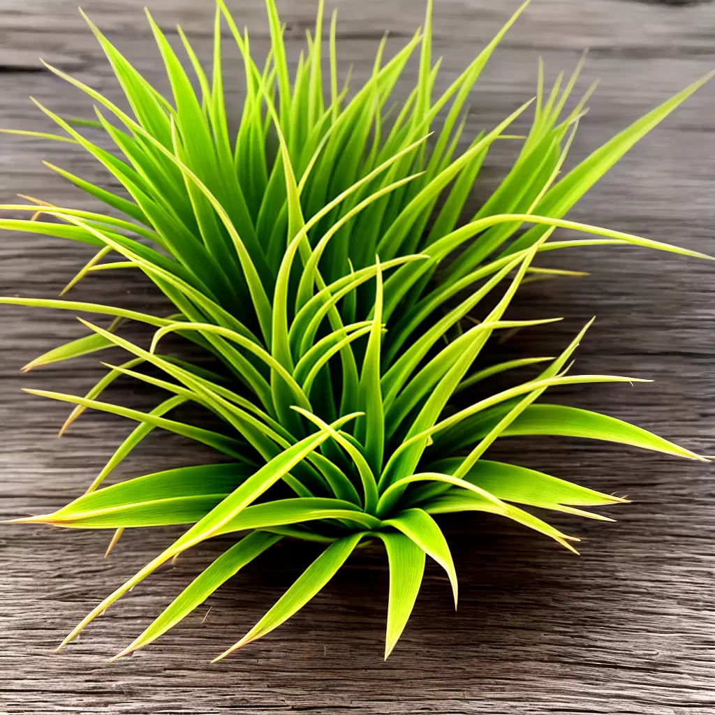 Fotos tillandsia verde driftwood estrela
