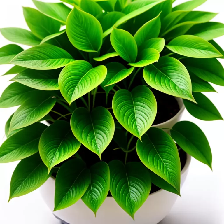 Conheça a Planta RARA “Dinheiro-em-Penca” e Como Cultivá-la!
