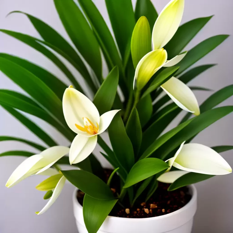 Aprenda a Cultivar a Rara Orquídea Baunilha!