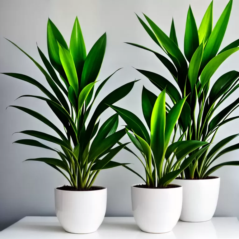 Plantas de Interior para Presente: Qual ESCOLHER?