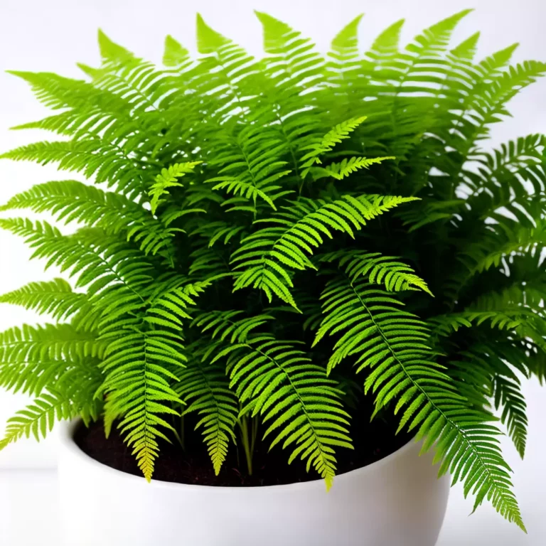 Samambaias: O Toque Verde que Transforma Ambientes