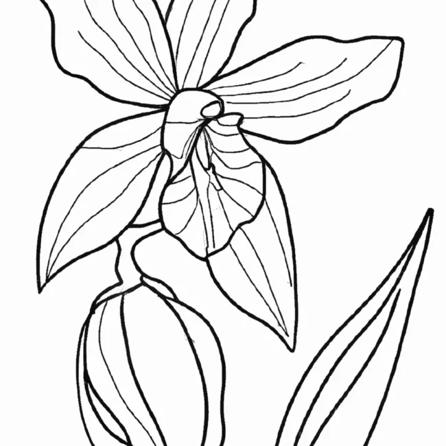 desenhos orquidea chao imprimir colorir gratis 14