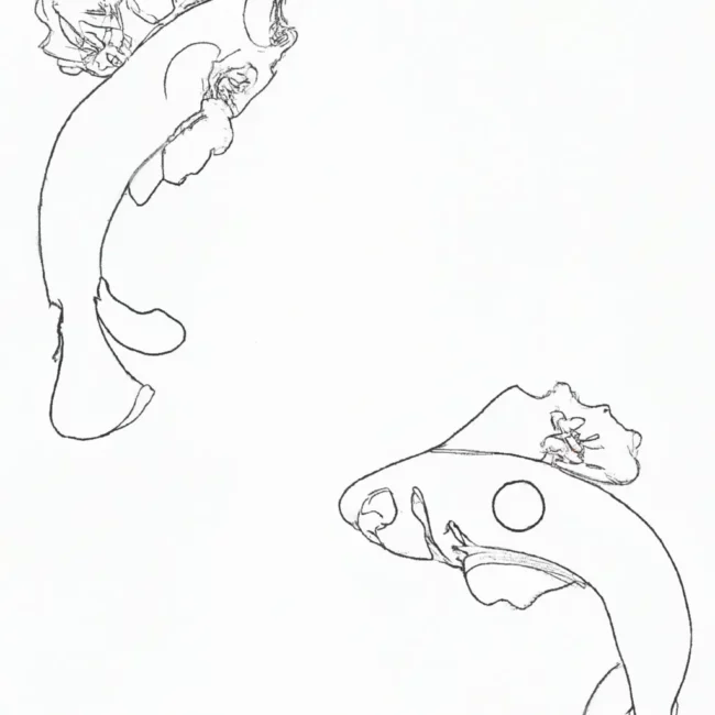 desenhos peixes guppy imprimir colorir 11