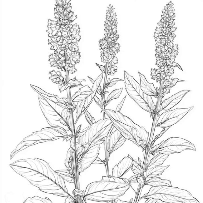 erva cidreira para colorir 17 erva cidreira para colorir 17
