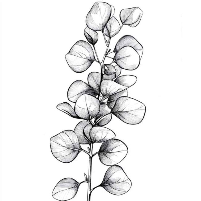 desenhos de eucalipto para colorir 8