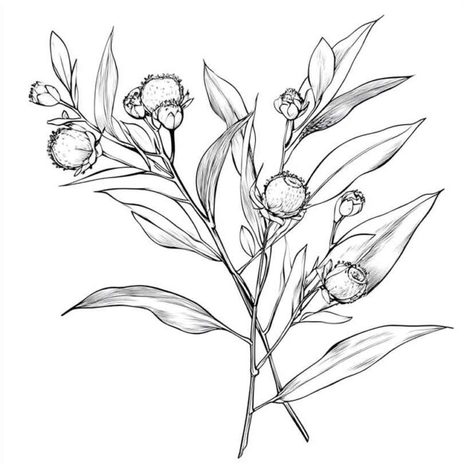 desenhos de eucalipto para colorir 9