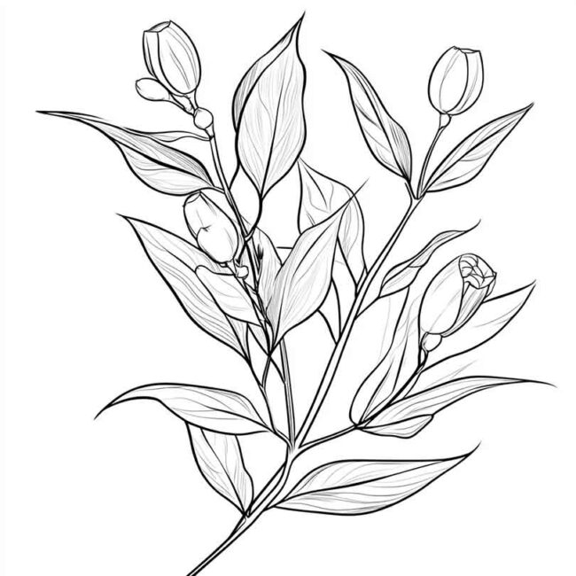 desenhos de eucalipto para colorir 7