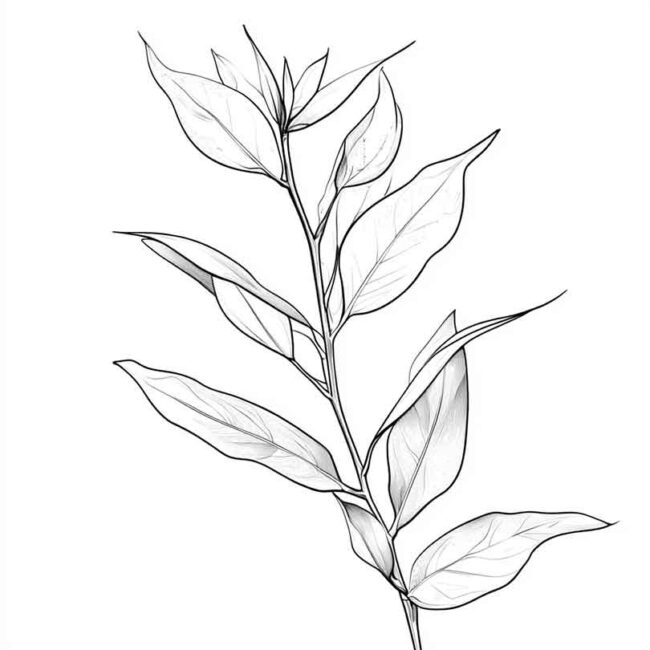 desenhos de eucalipto para colorir 20