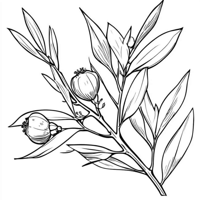 desenhos de eucalipto para colorir 19