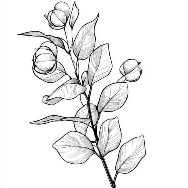 desenhos de eucalipto para colorir 4