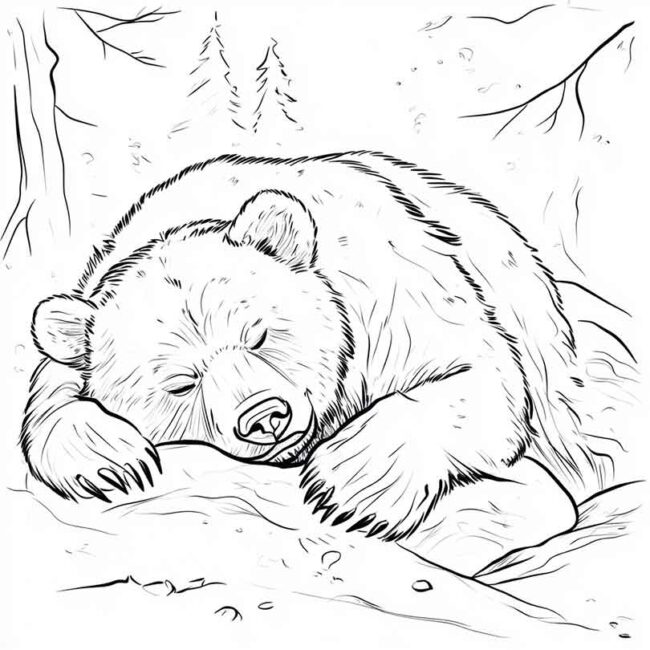 urso dormindo pra colorir 7
