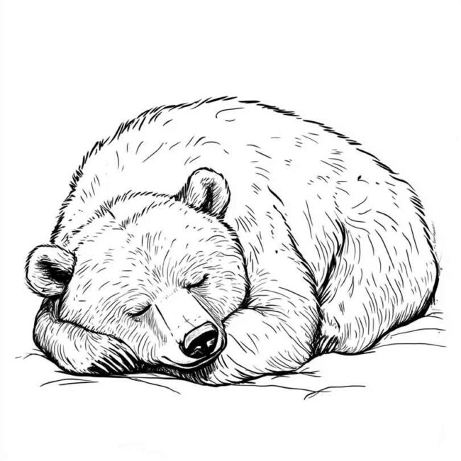 urso dormindo pra colorir 3