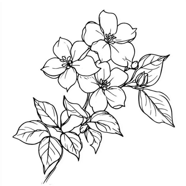 flor de jasmim para pintar 2