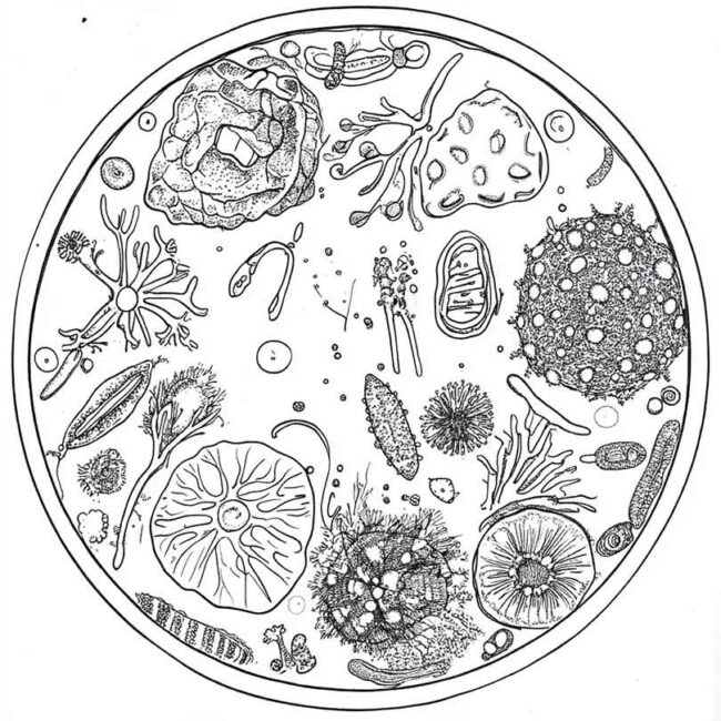 celula vegetal para colorir 22