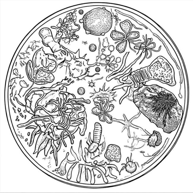 celula vegetal para colorir 21
