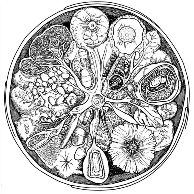 celula vegetal para colorir 12