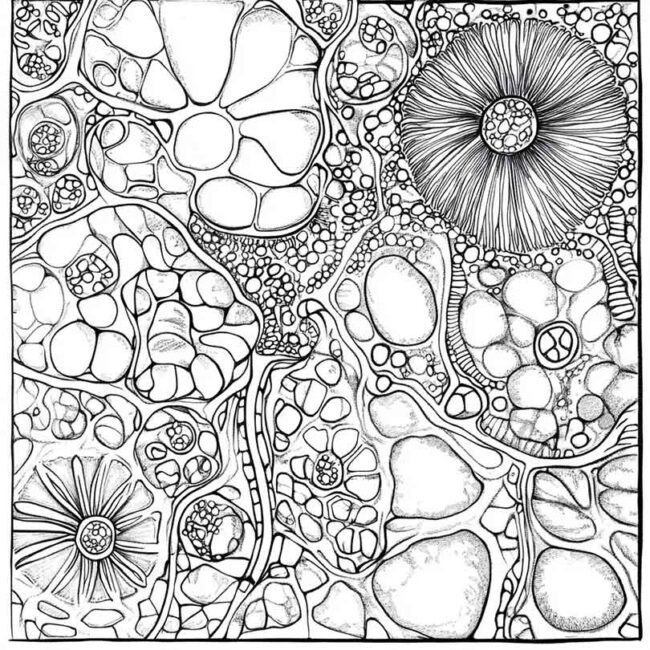 celula vegetal para colorir 2