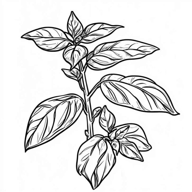 manjericao para colorir 14
