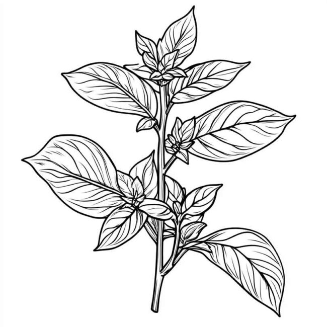 manjericao para colorir 29