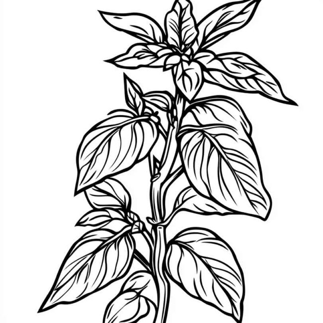 manjericao para colorir 37