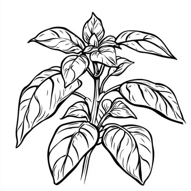 manjericao para colorir 35