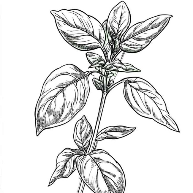 manjericao para colorir 23