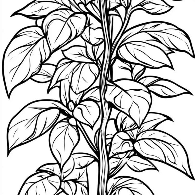manjericao para colorir 18