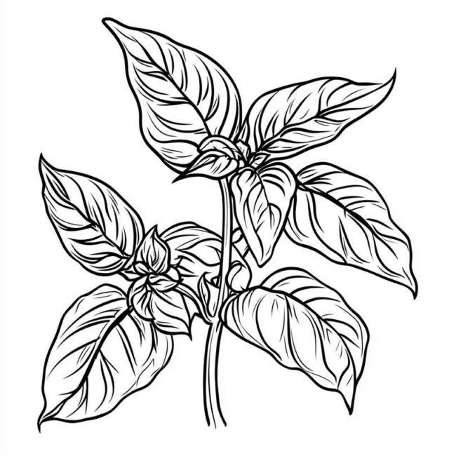 manjericao para colorir 33
