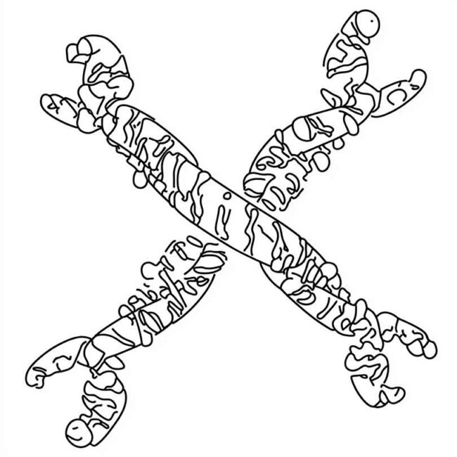 cromossomo para colorir png 5