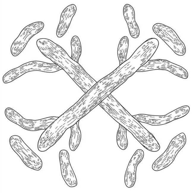cromossomo para colorir png 6
