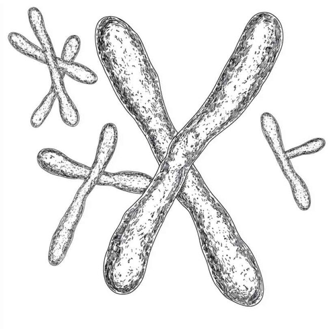 cromossomo para colorir png 2