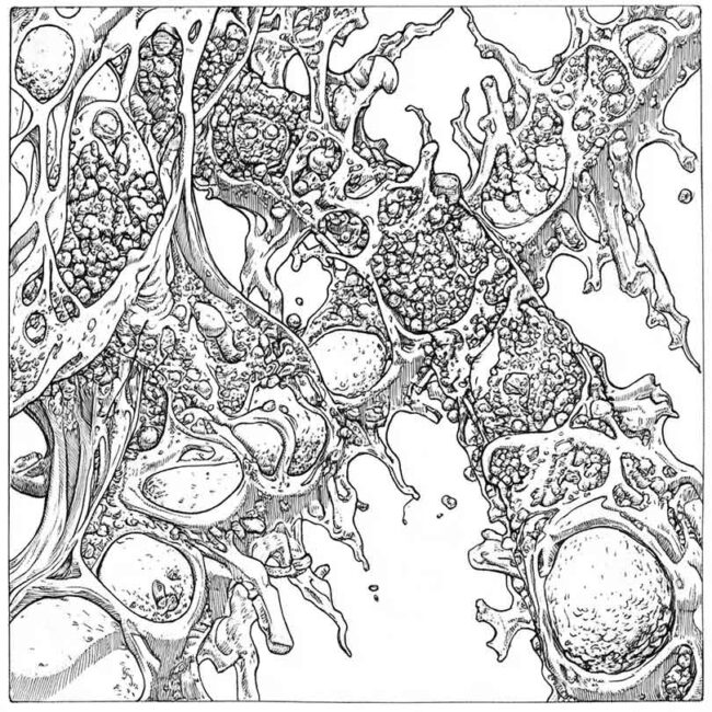 cromossomo para colorir png 18