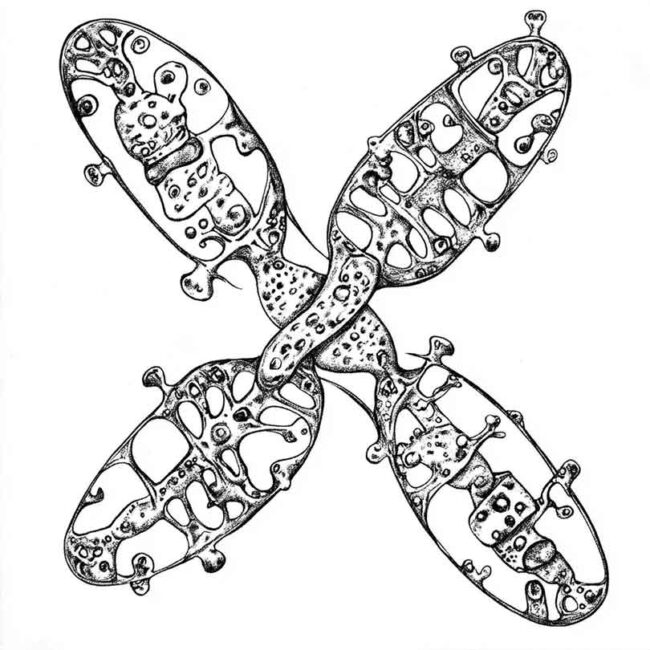 cromossomo para colorir png 8