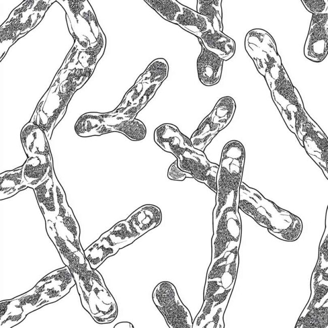 cromossomo para colorir png 12