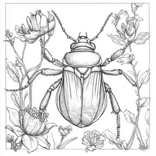 desenhos de antropodes para imprimir e colorir png 24