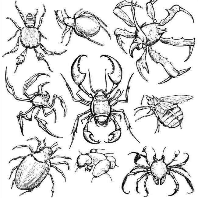 desenhos de antropodes para imprimir e colorir png 34