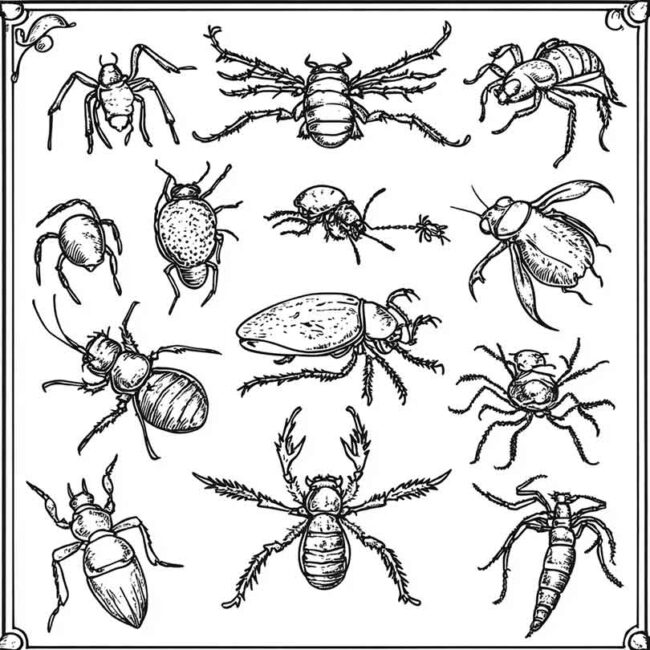 desenhos de antropodes para imprimir e colorir png 28