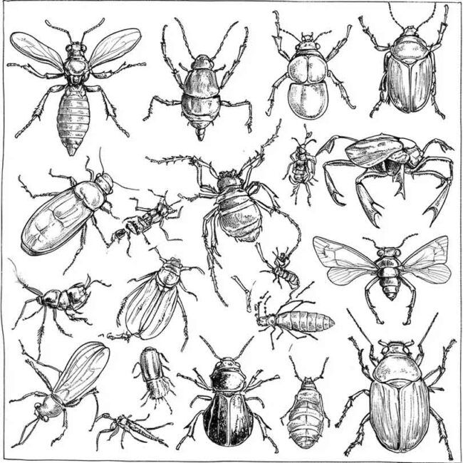 desenhos de antropodes para imprimir e colorir png 23