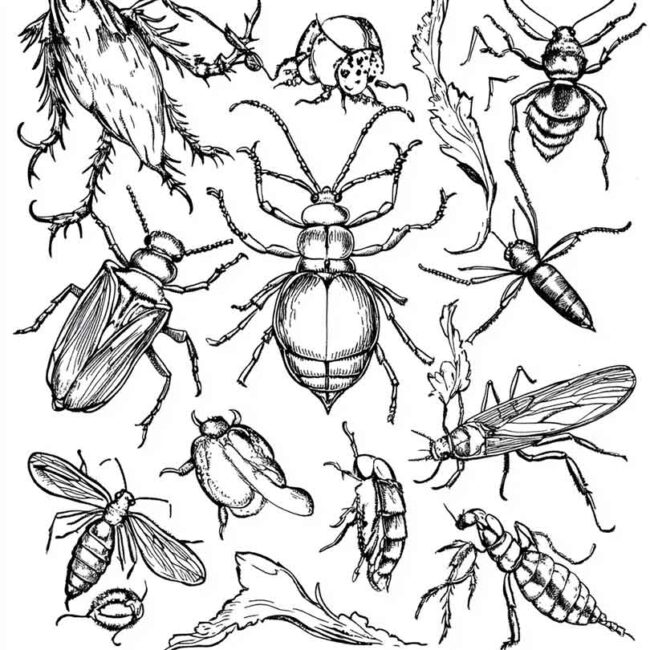 desenhos de antropodes para imprimir e colorir png 5