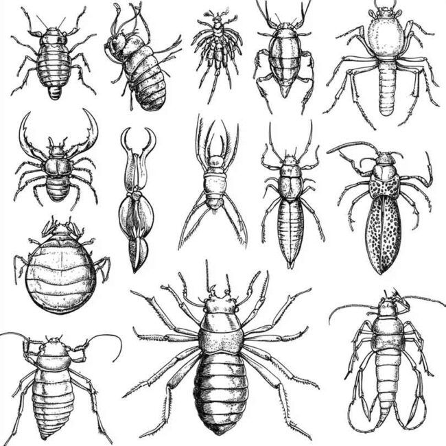 desenhos de antropodes para imprimir e colorir png 18