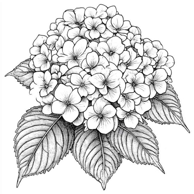 desenhos de hortencias para imprimir e colorir em casa 11