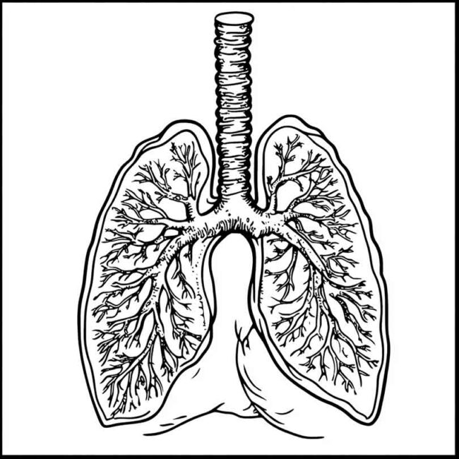 desenhos de pneumonia para imprimir e colorir 93