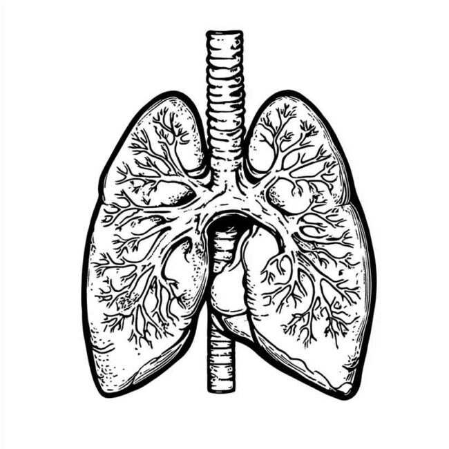 desenhos de pneumonia para imprimir e colorir 47