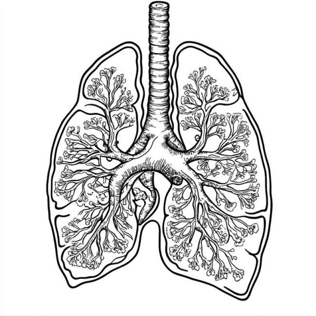 desenhos de pneumonia para imprimir e colorir 87