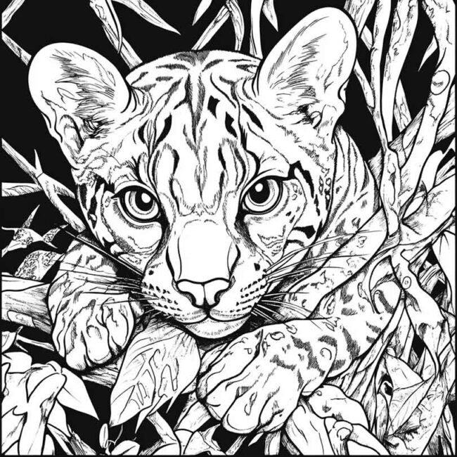 Desenhos da Jaguatirica para Imprimir e Colorir 5 Desenhos da Jaguatirica para Imprimir e Colorir 5