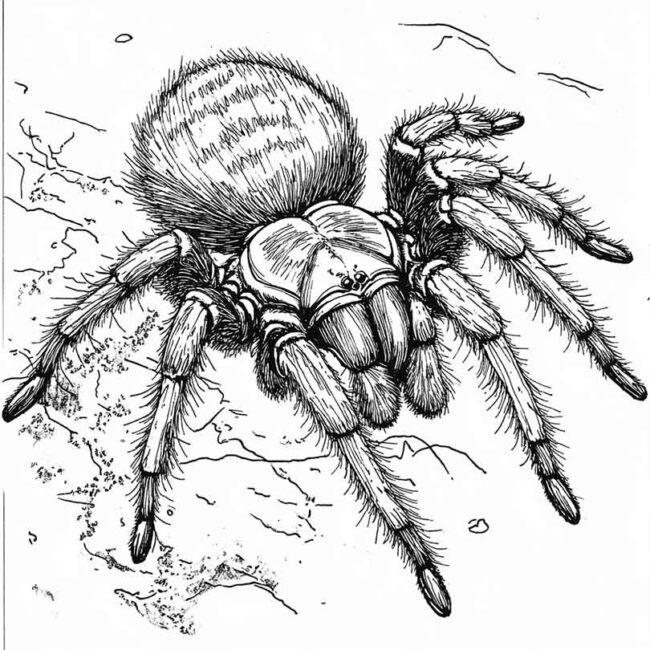 desenhos de tarantulas para imprimir e colorir pintar 9