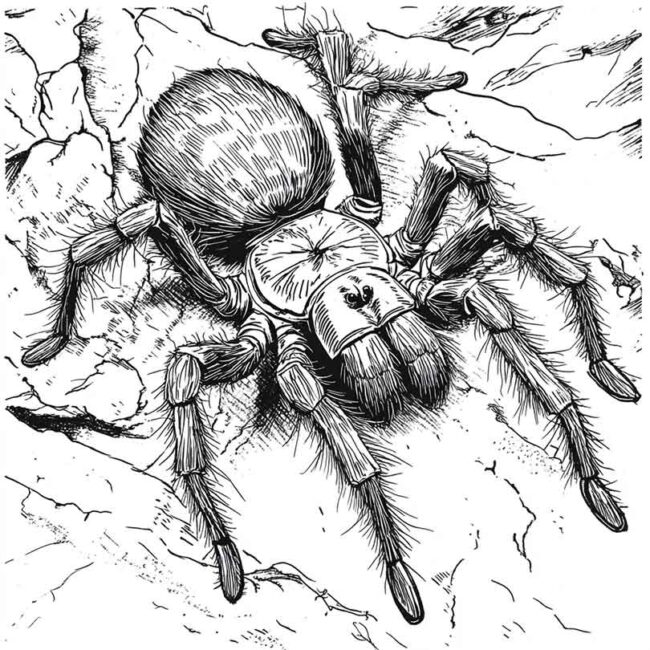desenhos de tarantulas para imprimir e colorir pintar 7