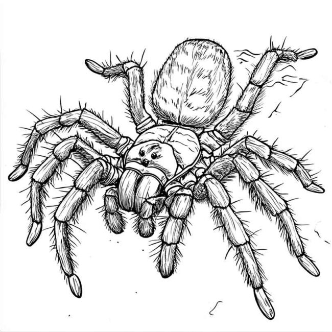 desenhos de tarantulas para imprimir e colorir pintar 31