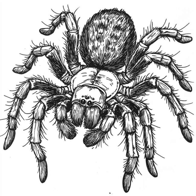 desenhos de tarantulas para imprimir e colorir pintar 18